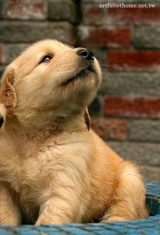 [求助T6X0/Z600]可以請shiniw大大幫我做黃金獵犬的主題嗎?!(附圖)THX