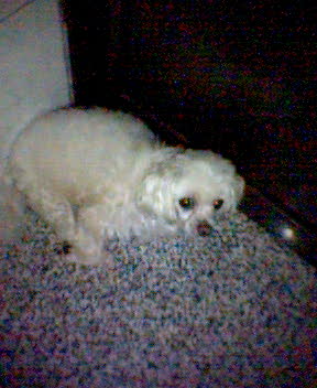 MPF-10 FOR T610測試照片