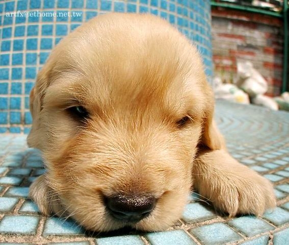 [求助T6X0/Z600]可以請shiniw大大幫我做黃金獵犬的主題嗎?!(附圖)THX