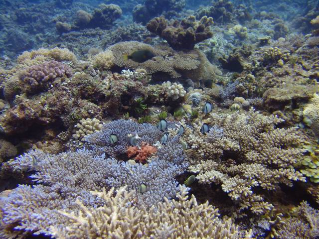 F828 蘭嶼潛水