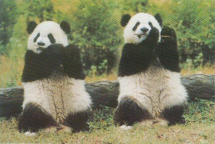 攪笑的動物相