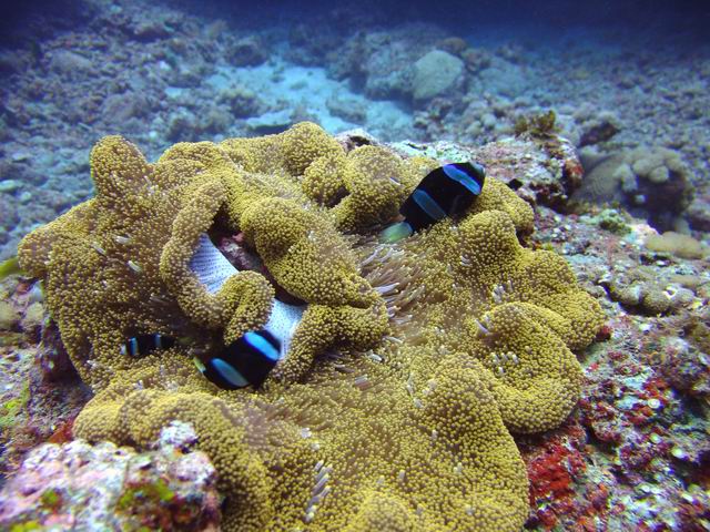 F828 蘭嶼潛水