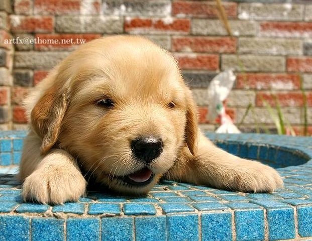 [求助T6X0/Z600]可以請shiniw大大幫我做黃金獵犬的主題嗎?!(附圖)THX