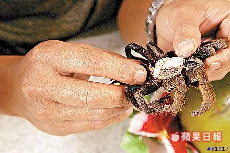 [轉載] 蜘蛛入口美味如大閘蟹...嗯....好吃！
