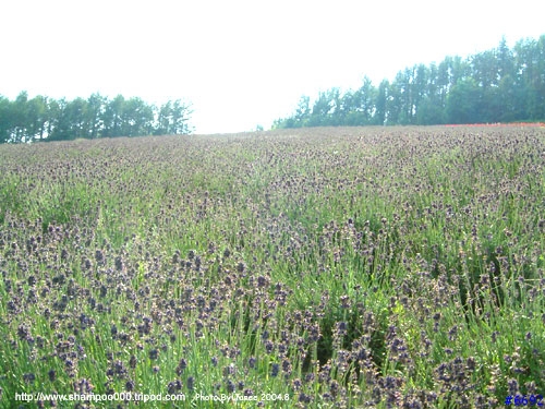 [2004.8 北海道] 北國之花