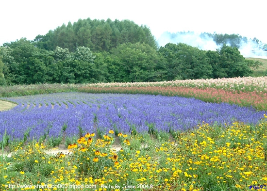 [2004.8 北海道] 北國之花