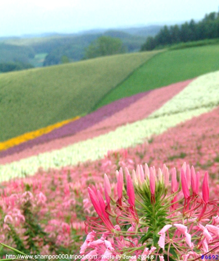 [2004.8 北海道] 北國之花
