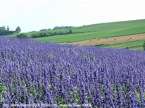 [2004.8 北海道] 北國之花