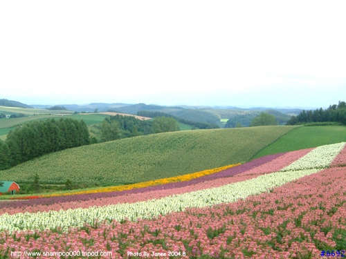 [2004.8 北海道] 北國之花