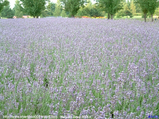 [2004.8 北海道] 北國之花