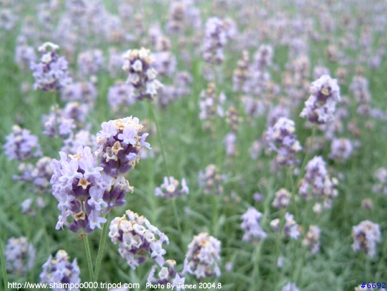 [2004.8 北海道] 北國之花