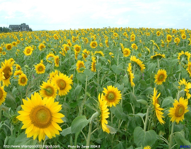 [2004.8 北海道] 北國之花