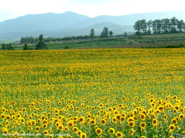 [2004.8 北海道] 北國之花