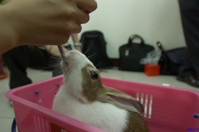 毛毛特輯