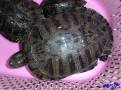 有三隻烏龜讓給有愛心的大大