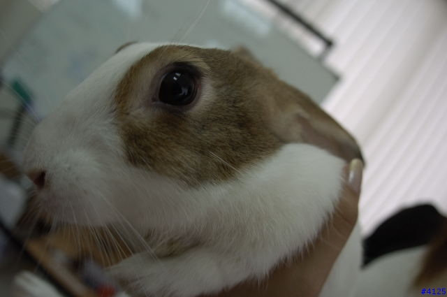 毛毛特輯