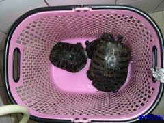 有三隻烏龜讓給有愛心的大大