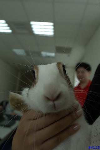 毛毛特輯