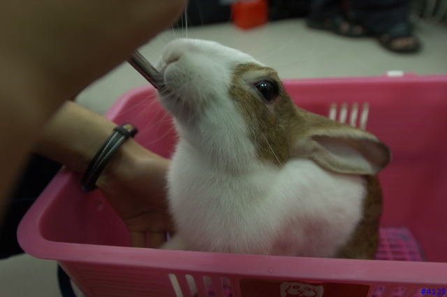 毛毛特輯
