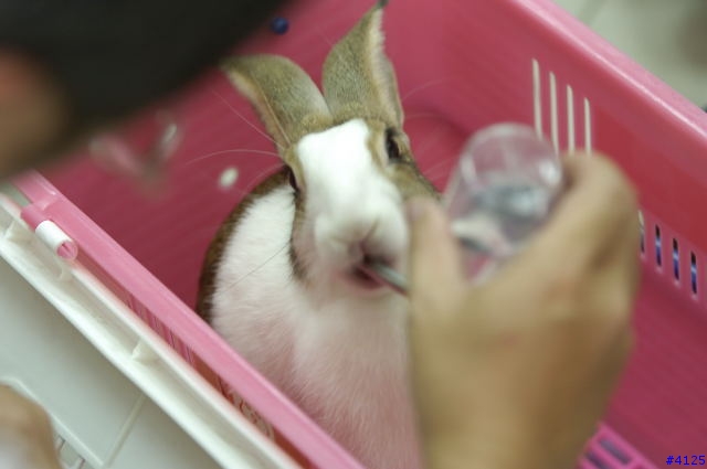 毛毛特輯