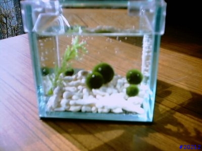 有人在養 可愛的 Marimo 綠藻球嗎 ? 玩水族的人知道嗎..