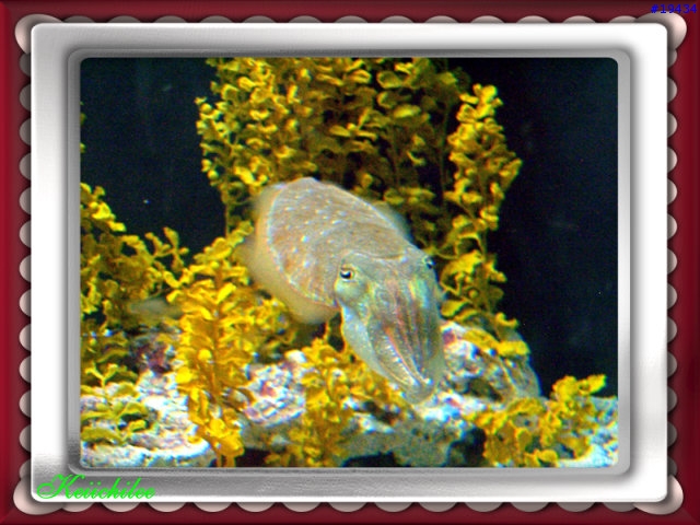 [勸遊]墾丁四日遊之番外篇～海生館的魚（圖狠多，請有空再看）