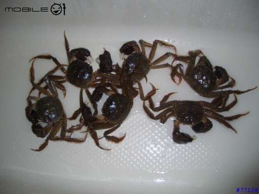 秋天就該吃螃蟹