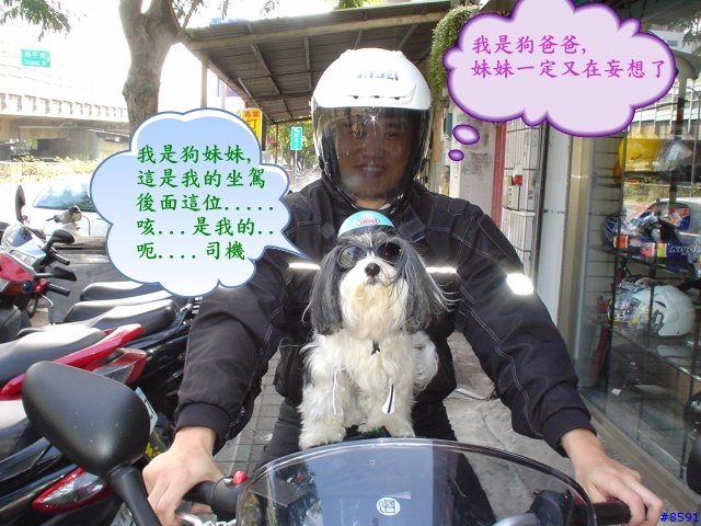 騎車要戴安全帽......狗也不例外