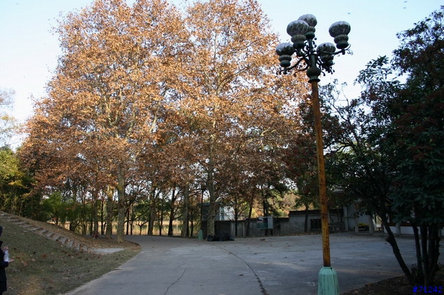 武漢東湖冬景