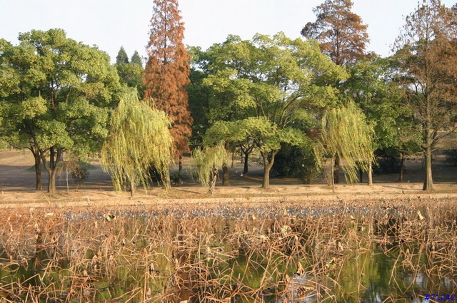 武漢東湖冬景