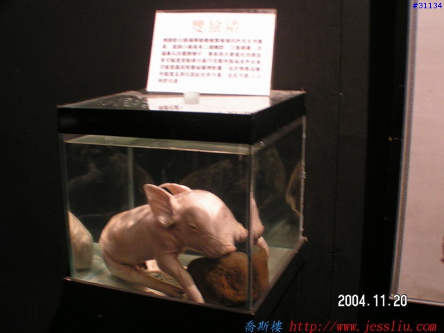 稀奇古怪館分享