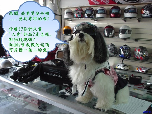 騎車要戴安全帽......狗也不例外