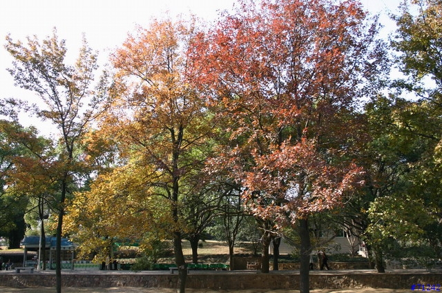 武漢東湖冬景