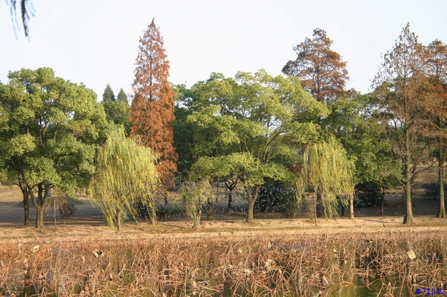 武漢東湖冬景