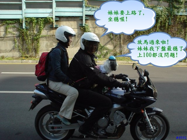 騎車要戴安全帽......狗也不例外