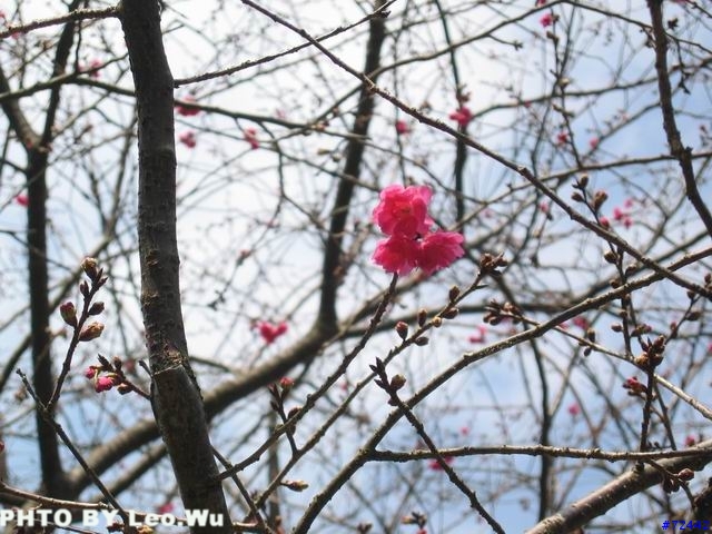 [分享]九族文化村櫻花祭之旅