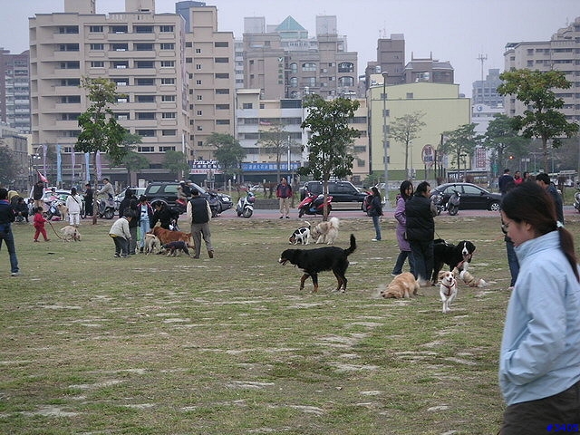 農十六重劃區內→狗狗們的幸福樂園