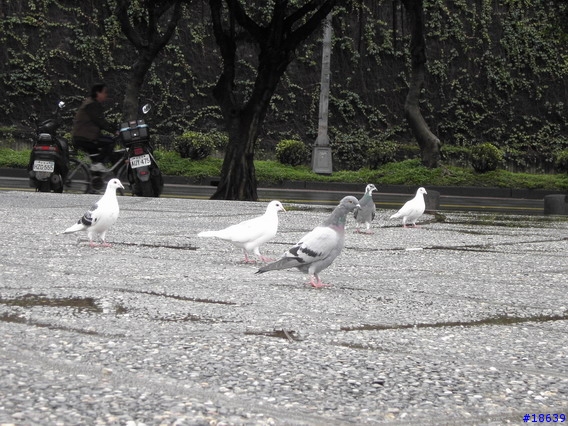 contax u4r