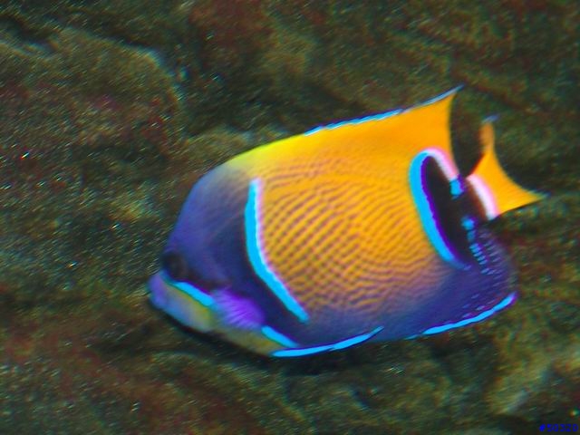 kawa的海水缸