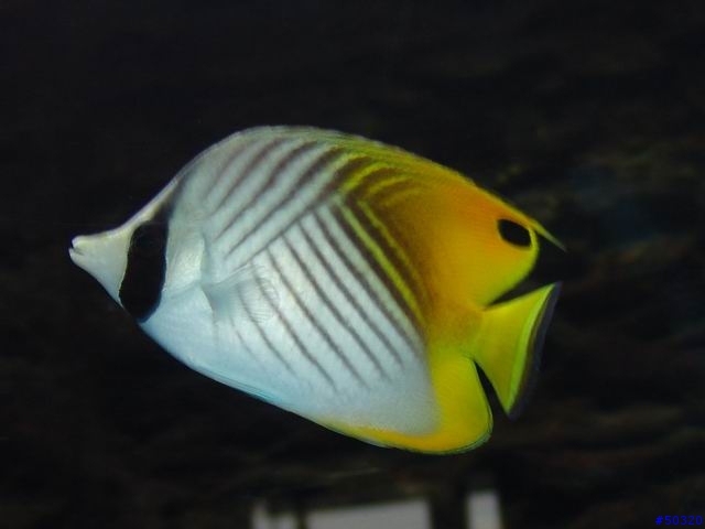 kawa的海水缸