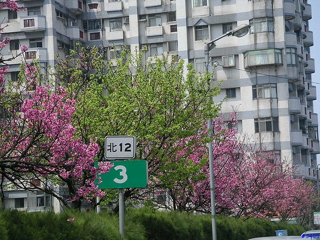 《cat的吃喝玩樂檔案》北12號公路的賞櫻景點