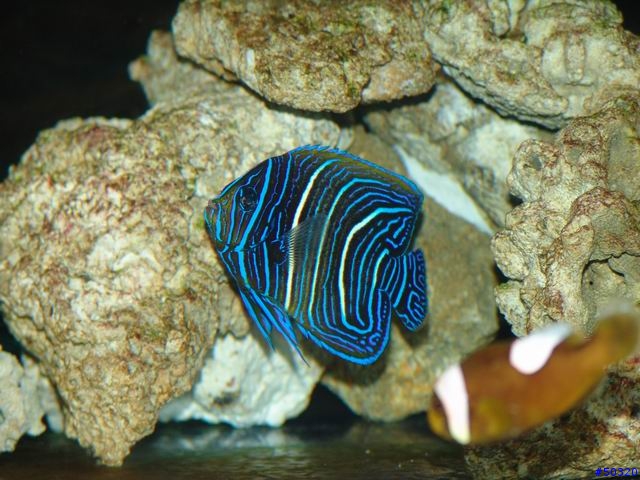 kawa的海水缸