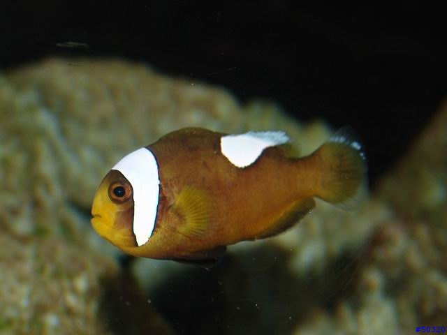 kawa的海水缸