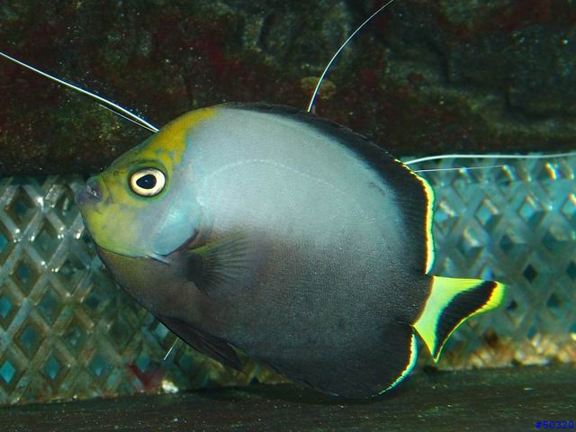 kawa的海水缸