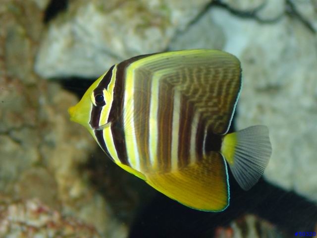 kawa的海水缸