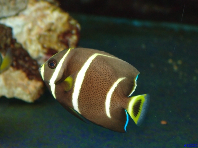 kawa的海水缸
