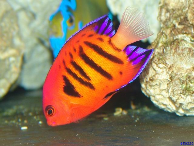 kawa的海水缸