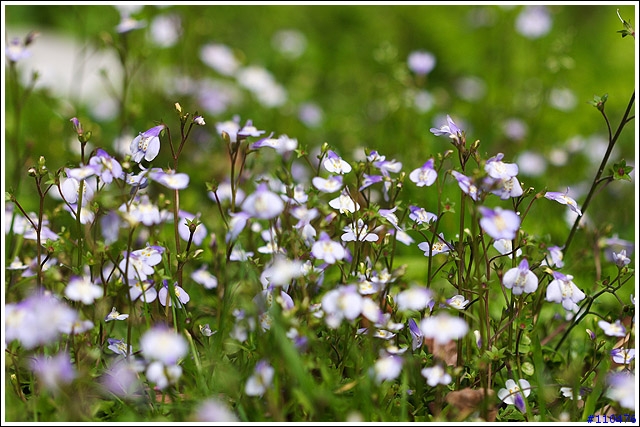陽明山花季