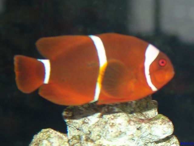 kawa的海水缸