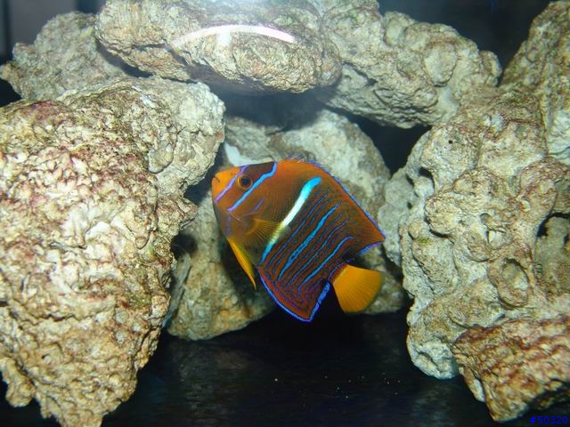 kawa的海水缸
